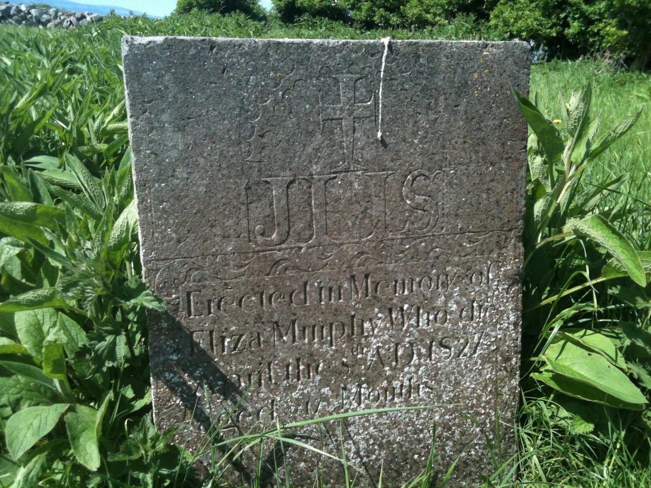 The headstone of Eliza Murphy, Island Eddy. Galway Bay, Ireland. The inscription reads: 'Erected in Memory of Eliza Murphy Who died April the 8th AD 1827 aged 17 Months'. Note the profusion of Comfrey surrounding the headstone.