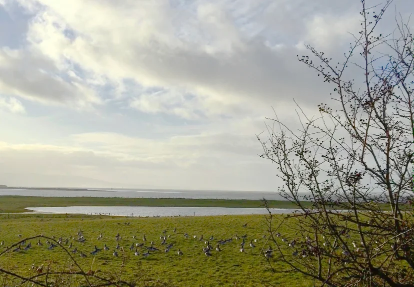 Barnacle geese migrate from Greenland in winter to Ballygilgan Nature Reserve and graze in the goosefield at the seasonal freshwater pond. The goosefield looks onto Drumcliff Bay and is near Lissadell Beach. Picture taken in January 2020.