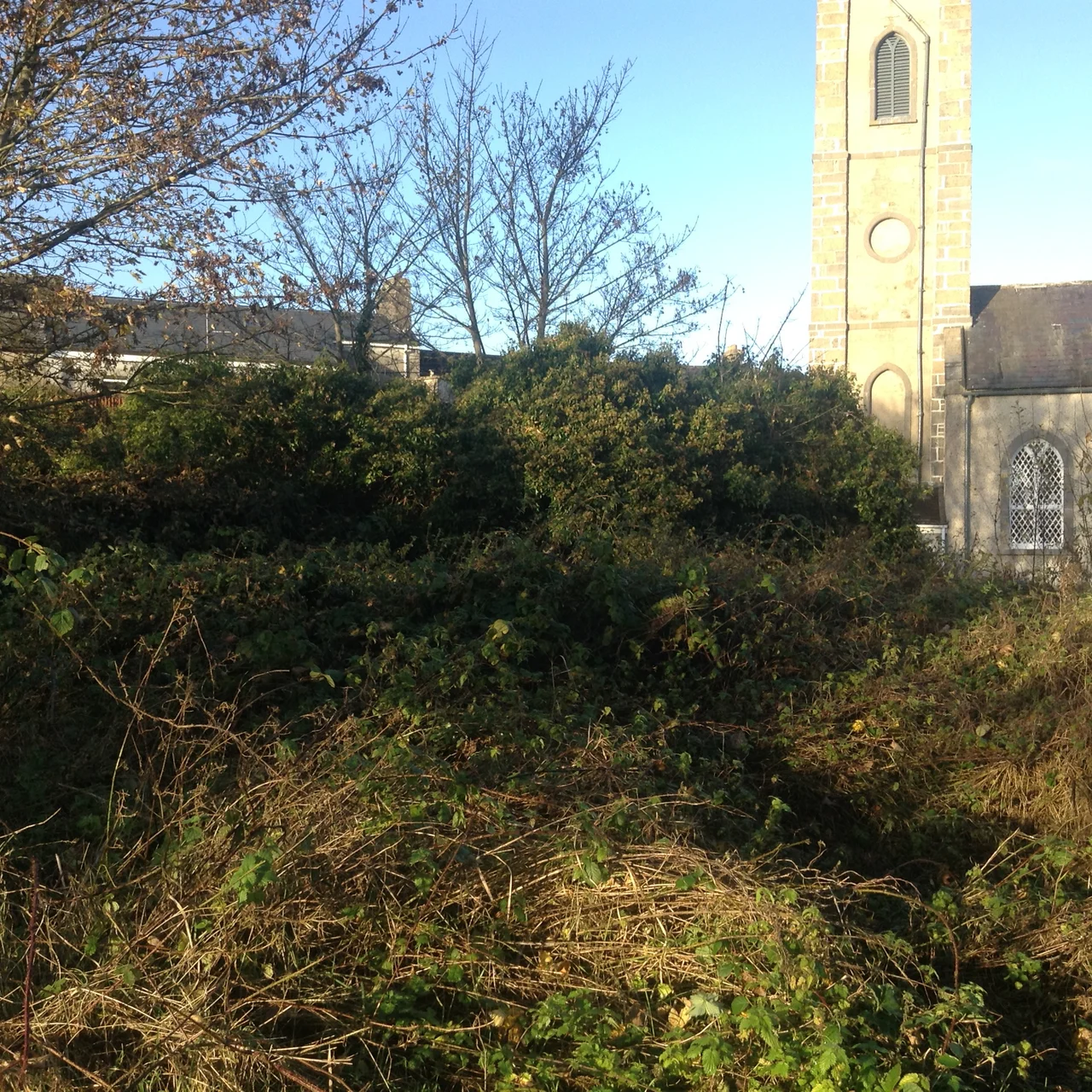 Monastery of Mohill, ruins of the "old school house" covered under thick ivy.