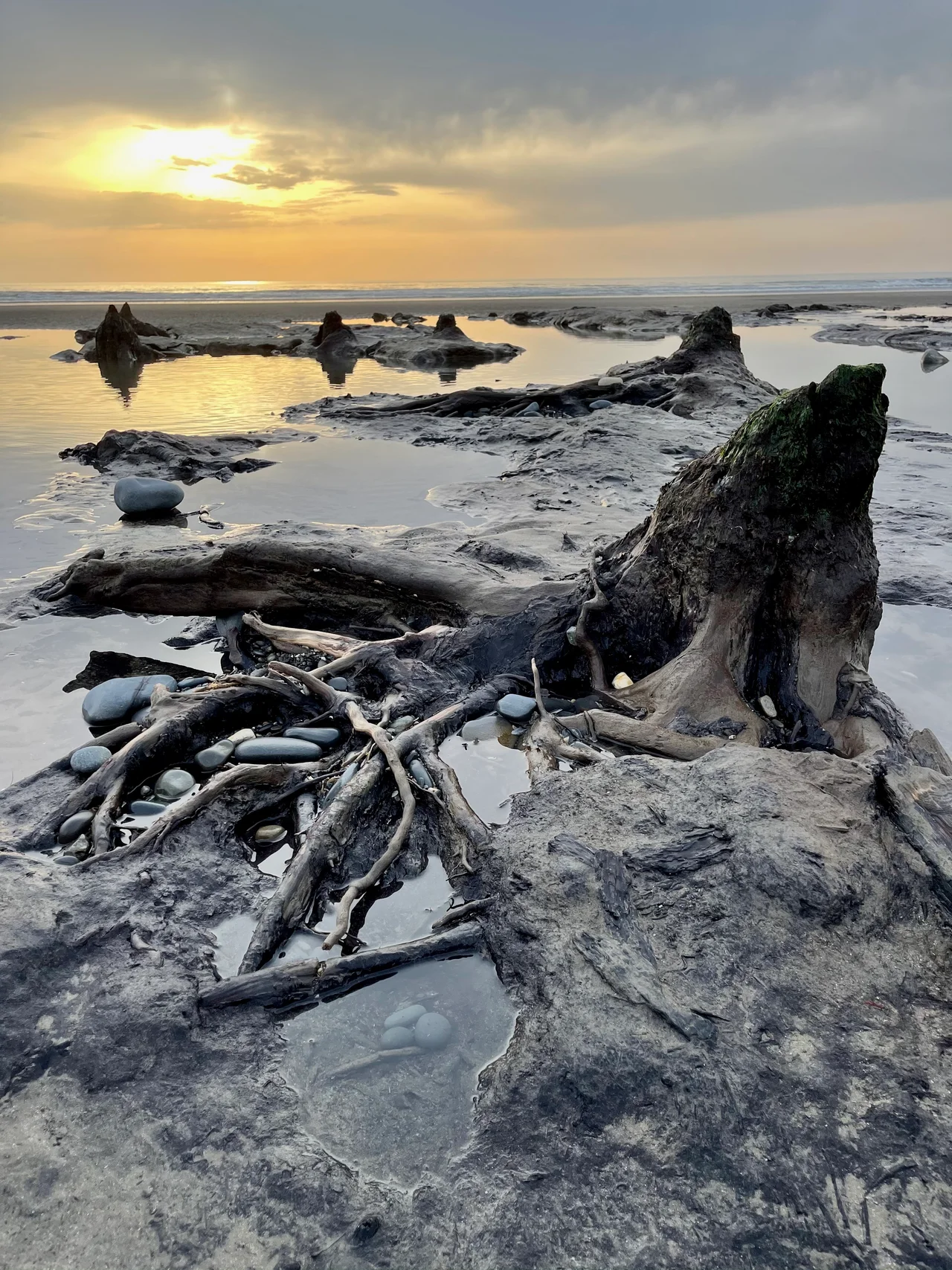 A picture of the ancient sunken forest at Borth Beach at low tide.  The forest lay beneath the sand for thousands of years until a storm exposed them back in 2014.  The trees are thought to have been submerged around 4500 years ago, and the local peat has preserved them. 
This forest has for years been associated with myths about a Welsh Atlantis, Cantre’r Gwaelod (The Sunken Hundred) written about in 13th century literature.