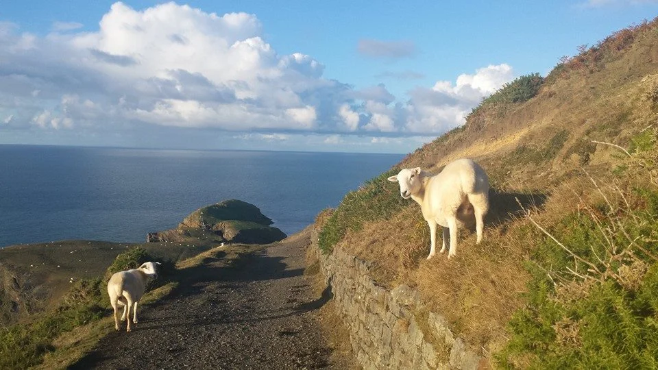 View on the coast path north of Llangrannog