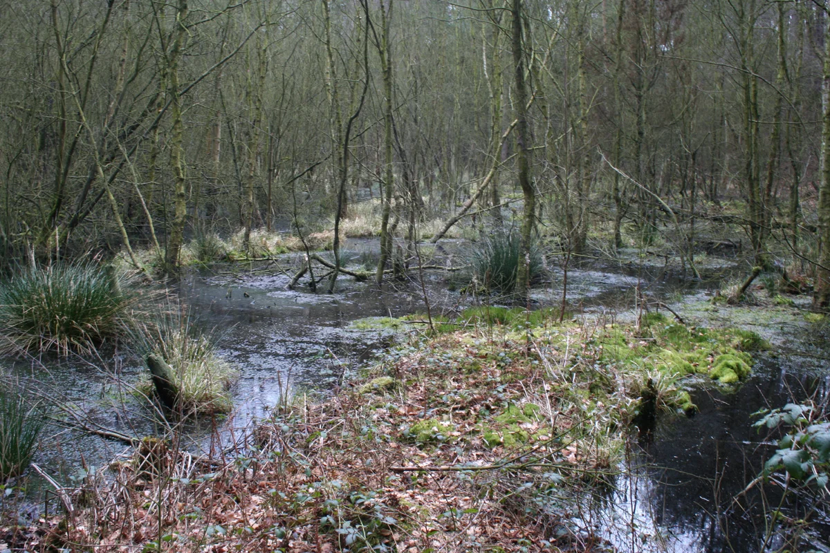 Wetland at Delamere Forest, near Hunger Hill (SJ 546 720)
