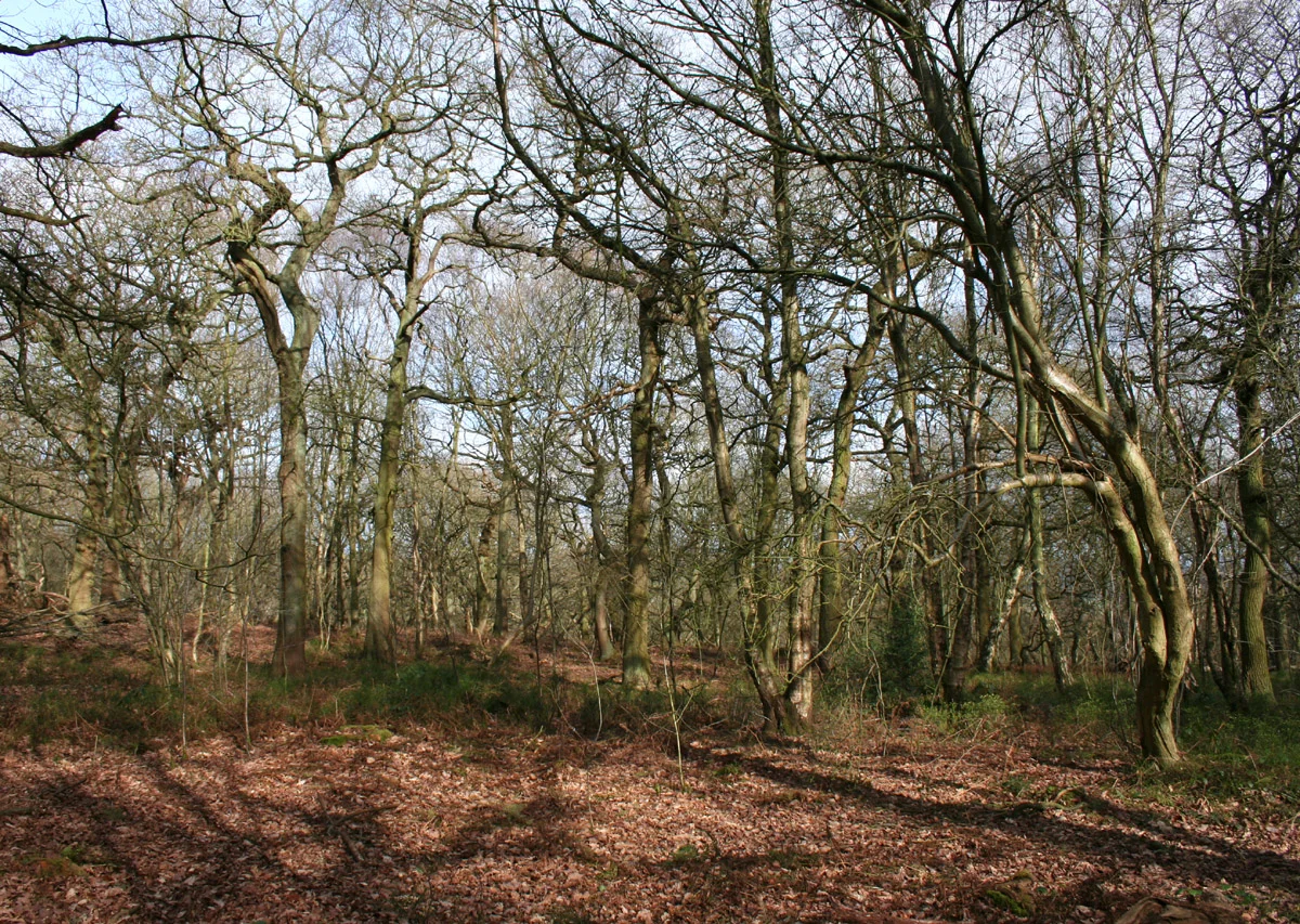 Woods on Stanner Nab, Peckforton Hills, Cheshire