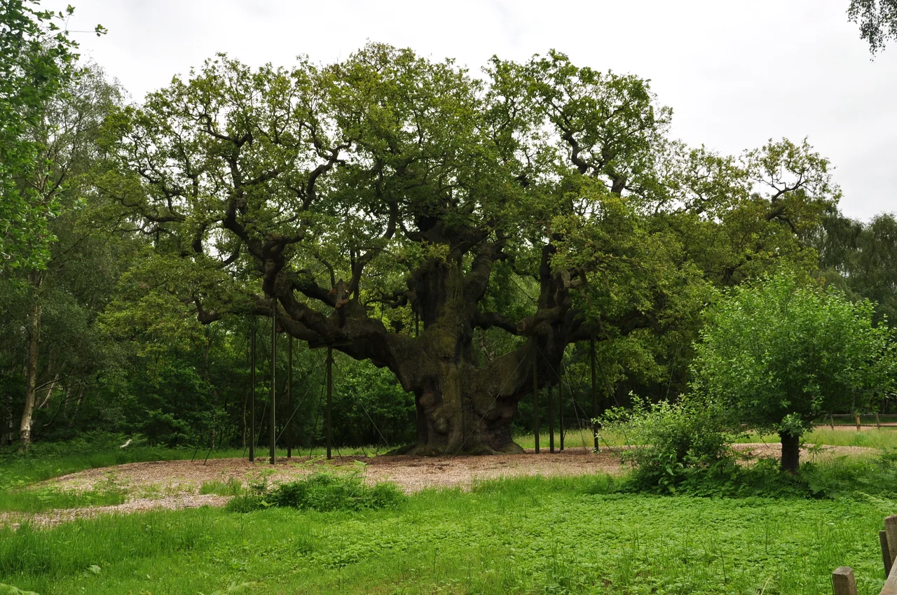 Major Oak