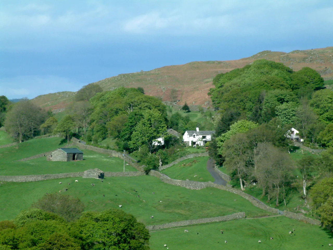 Typical Lake District scene, with verdant fields grazed by sheep in fields bounded by stone walls, a stone barn, and white-washed houses, overlooked by a bracken-brown fell. This is just off the A593 road on the climb from Torver heading towards Broughton in Furness.
Photograph by Stephen Dawson, 13 May 2004.