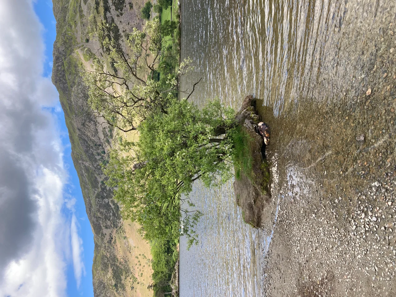 This is an alder tree at the edge of Ullswater, a lake in the Lake District, Cumbria, England. Alder trees like to be near water, and although the land surrounding the tree has eroded, its roots have successfully held some soil.