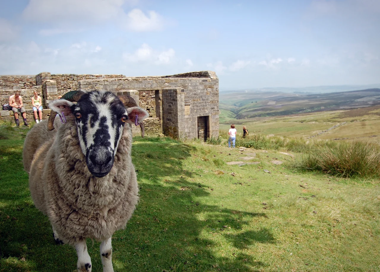 One of the infamous tame sheep of Haworth Moor poses for a photo in front of the ruined farmhouse known as 'Top Withens'. Some believe the location to have been Emily Brontë's inspiration for her famous 1847 novel Wuthering Heights. For those that can appreciate the barren beauty of a moor it is a spectacular spot - this photo was taken on a fine day, but the close fog of winter brings a whole new sort of isolation to the peaks and valleys here. The original copy of this image is online at this address.