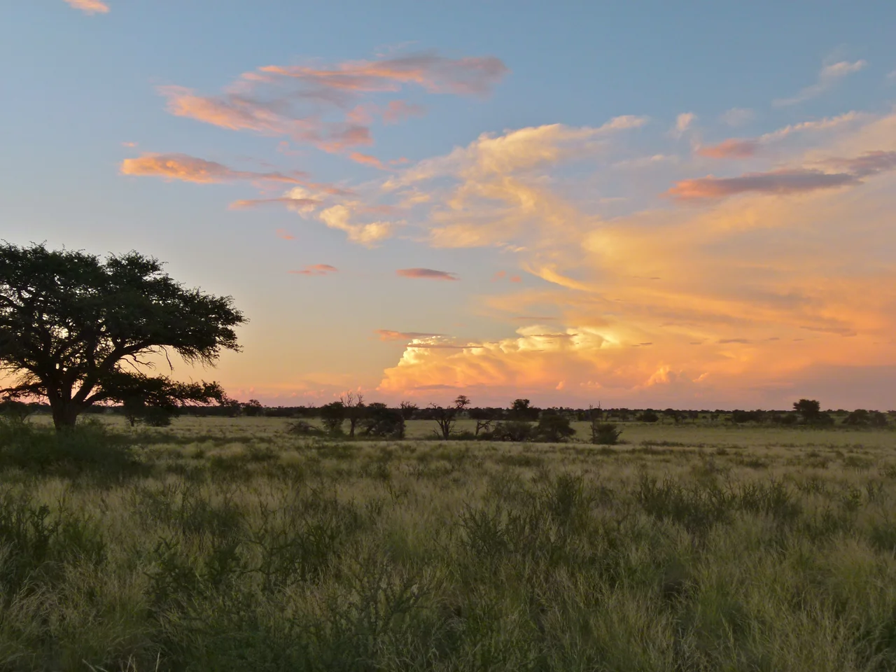 Nossob Riverbed, Kgalagadi Transfrontier Park, Northern Cape, SOUTH AFRICA