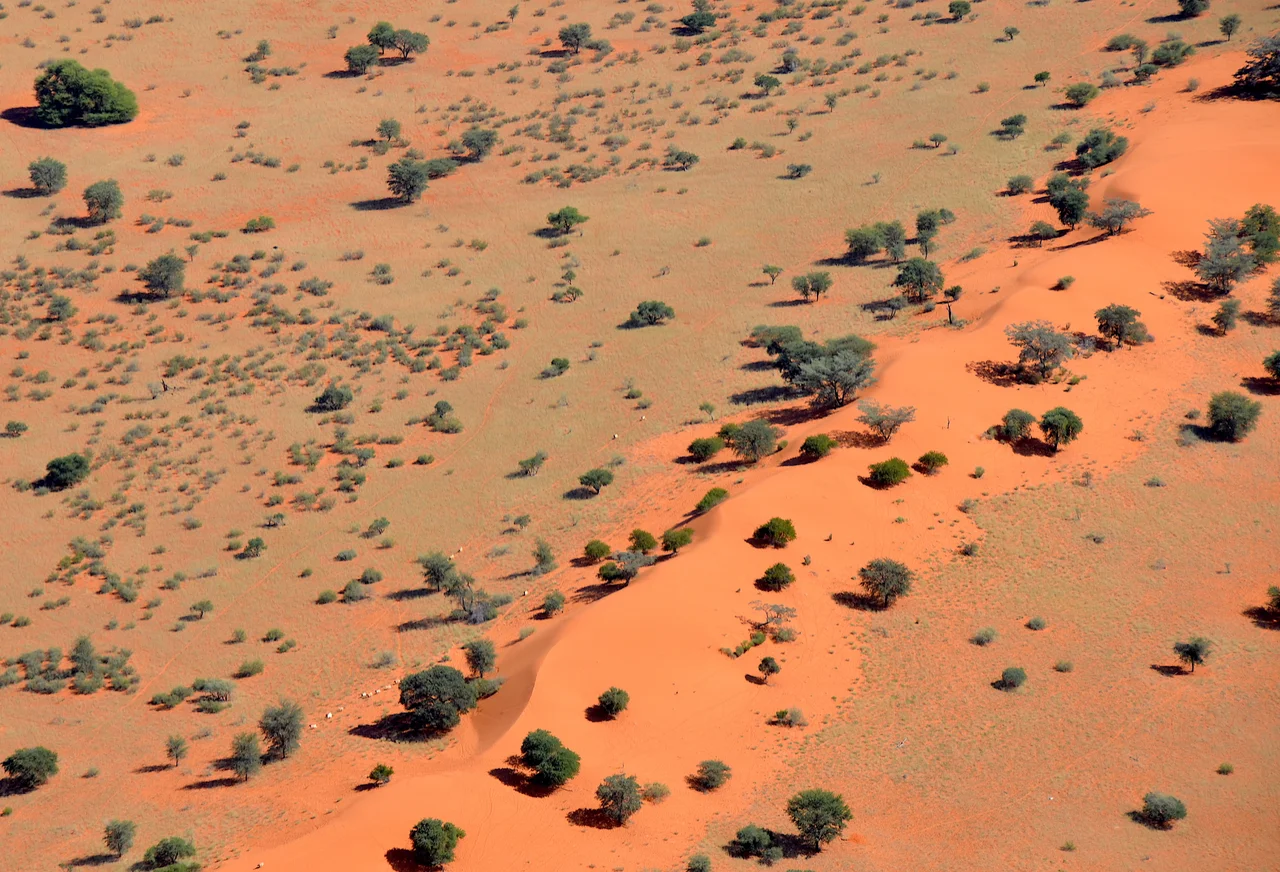 Overgrown sand dune in the Kalahari Desert in Namibia (2017)