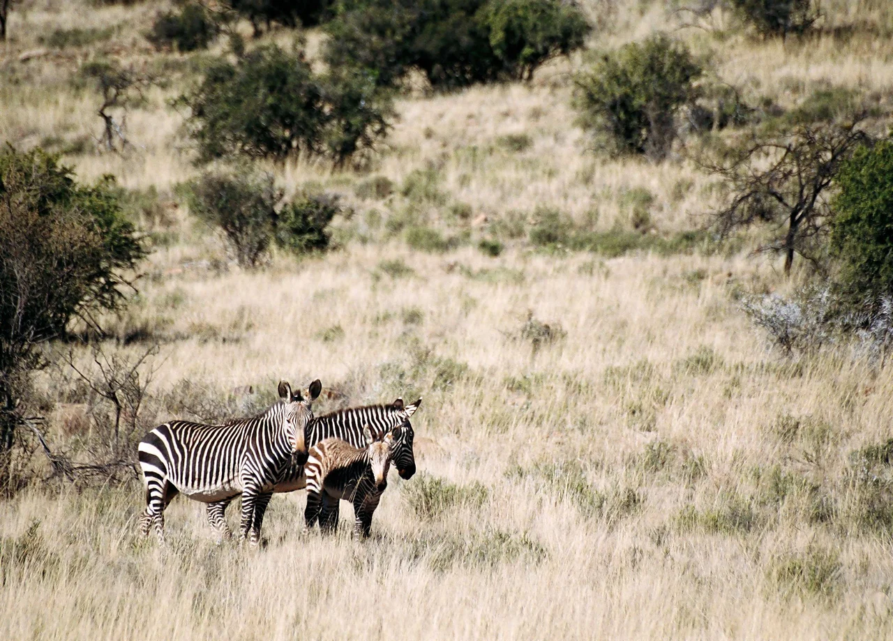 Zebras at Mountain Zebra National Park, South Africa