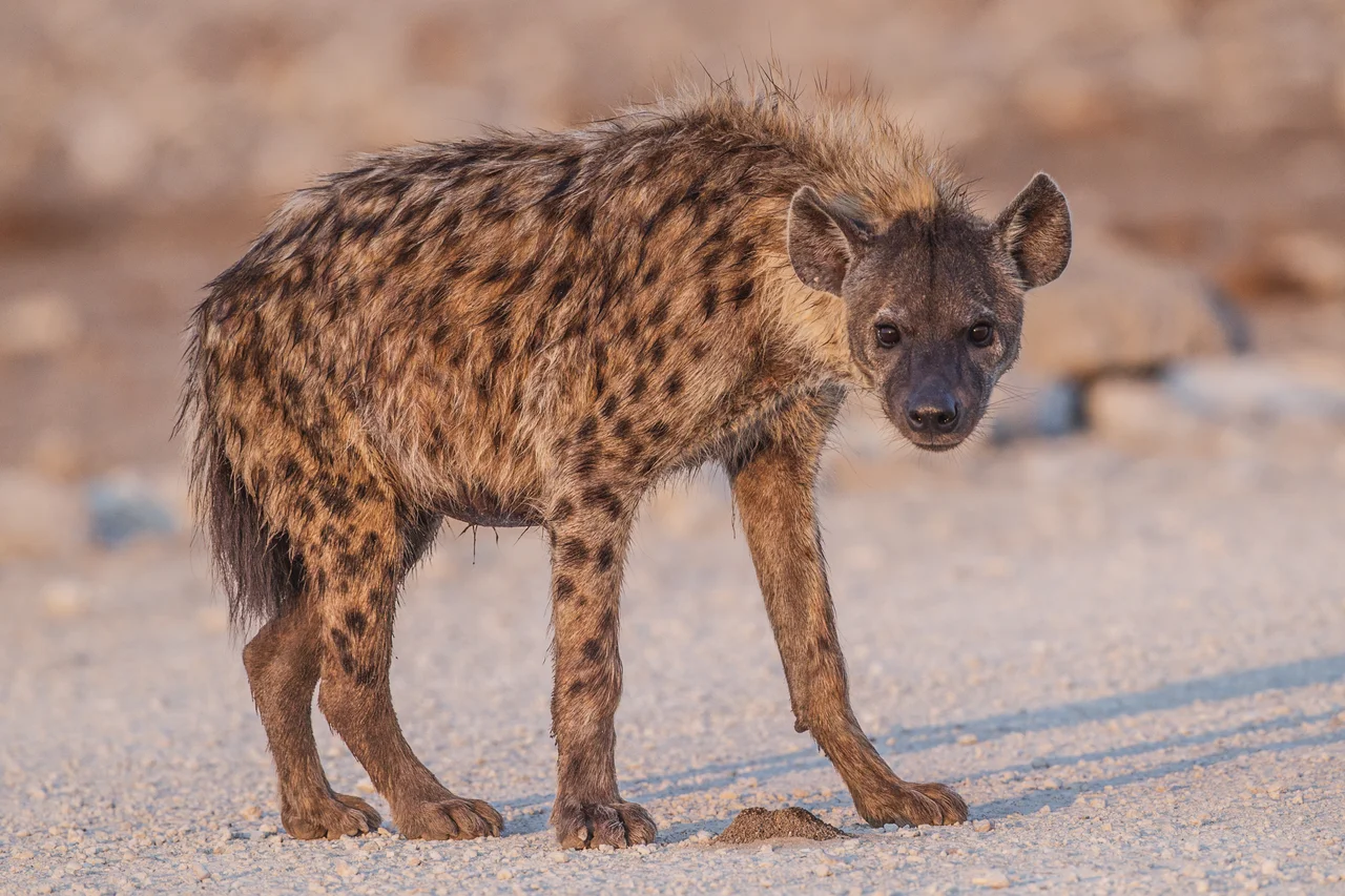 Spotted hyena in Etosha National Park.