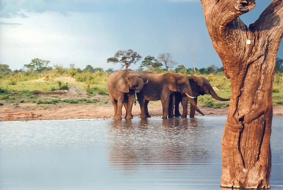 The boys down the water hole in Hwange National Park, Zimbabwe. Young male elephants hang around in bachelor herds like this. Taken Dec 1999 on film.