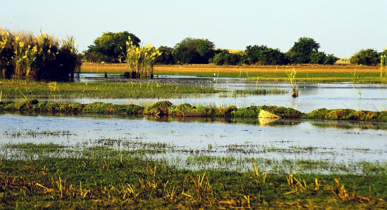 A view of the Bangweulu Swamps, Zambia, at Shoebill Island in the dry season
