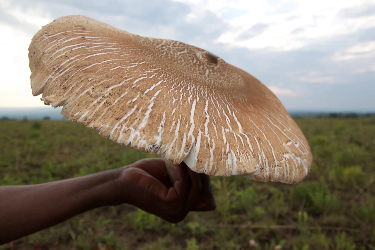 A Termitomyces titanicus found in a village outside Upemba National Park.