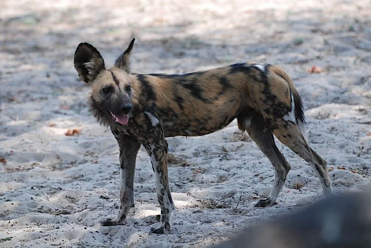 African Wild dog, Katavi National Park, Tanzania