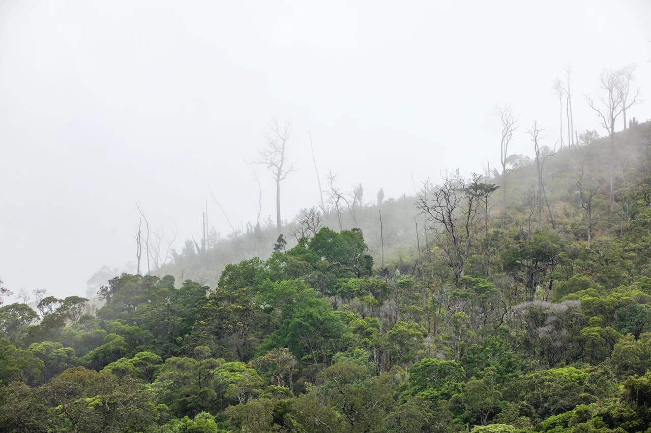 Tsitongambarika lowland rainforest as seen from the Ampasy Field Station, during the wet season. Image taken 12 January 2022.