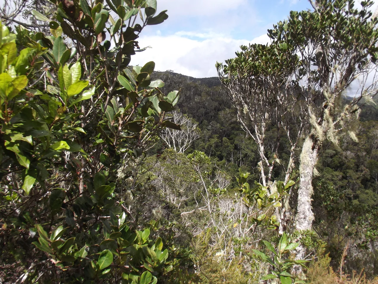 Andasibe-Mantadia National Park flora