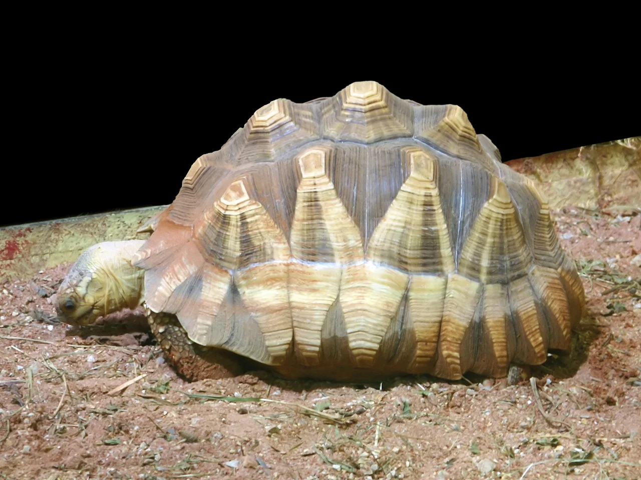 Endemic Madagascan tortoise, of which there are only an estimated 400 in the wild. Here at Pairi Daiza, Brugelette, Belgium