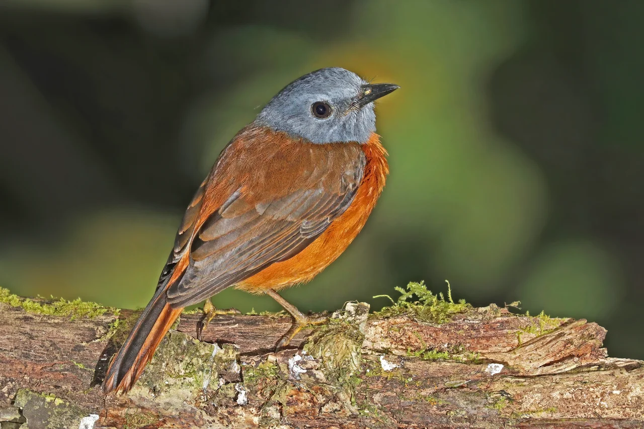 Amber mountain rock thrush (Monticola sharpei erythronotus) male, Montagne d’Ambre National Park, Madagascar