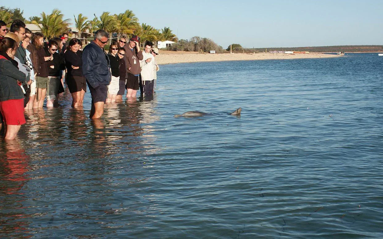 Dolphin feeding at Monkey Mia, Western Australia
