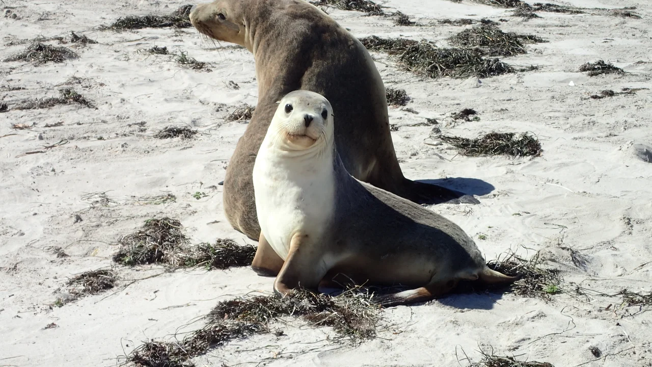Sea Lion mother & cub. Inquisitive and friendly.