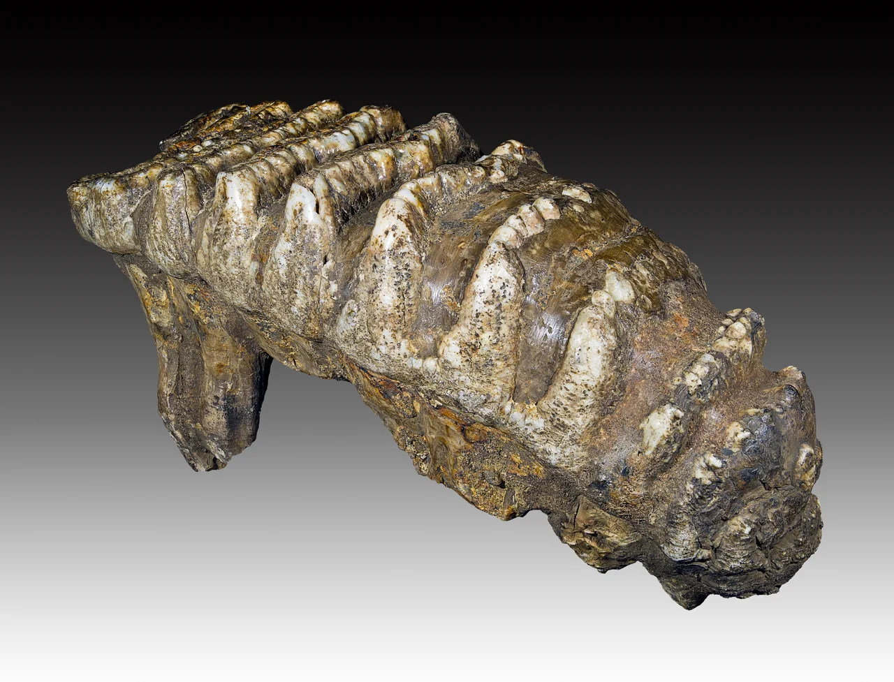 Stegodon trigonocephalus molar
Stage : 2.5 million years ago Lower Pleistocene (Gélasian)
Locality :Sangiran site on the island of Java in Indonesia
Size : 27x1.5x9 cm