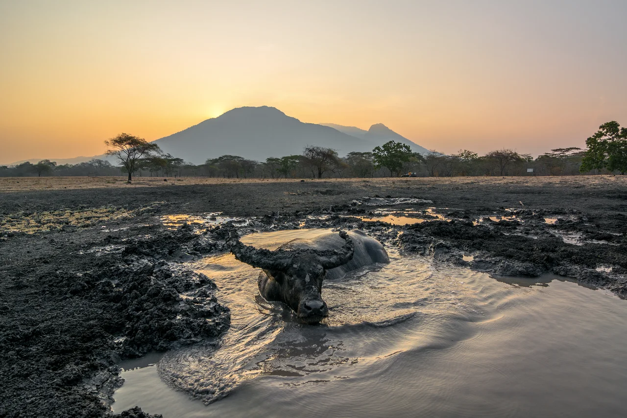 A feral buffalo (Bubalus bubalis) soaking at the Bekol Savannah in Baluran National Park at dusk.