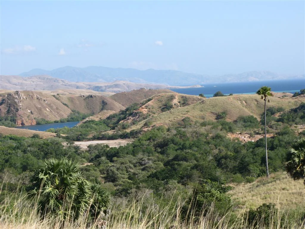 Rinca Island, Indonesia, July 2007