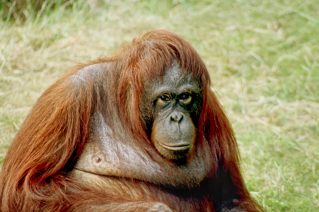Borneo Orangutan (Pongo pygmaeus) Femal