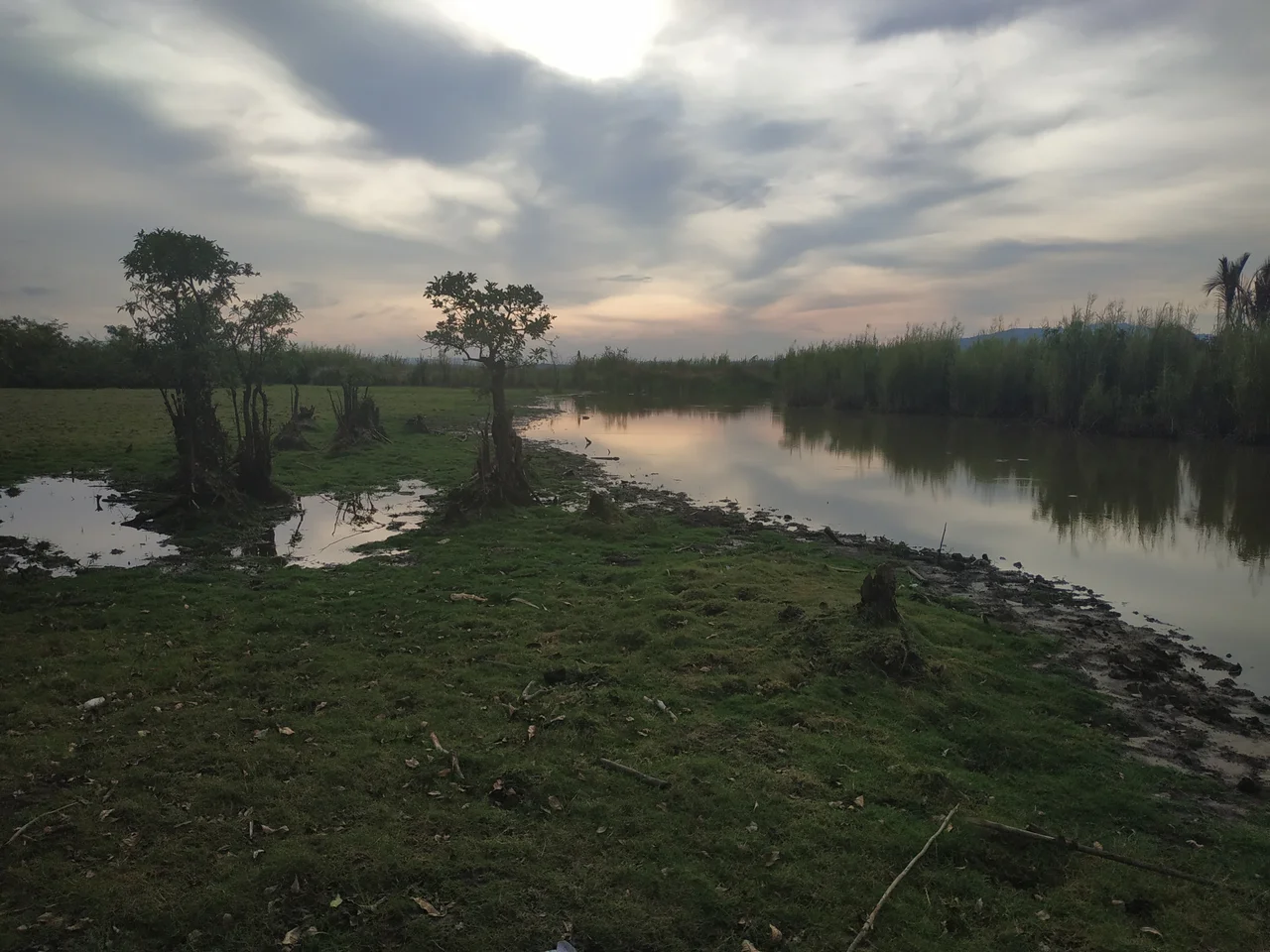 The photo was taken at Rawa Aopa Watumohai National Park, Puriala, Konawe, Southeast Sulawesi on December 23, 2019 ago. A Swamp, which have been home to a variety of endemic animal species and also play an important role in sustaining the livelihoods of the surrounding population, are now gradually shrinking,  and starts becoming a dry land that will be overgrown with palm oils. Some people with superficial thoughts and a thirst for rupiah value prefer to exchange it for the value of the currency rather than to understand more deeply the true value that the Swamp has. Only a few species will be able to survive in the midst of their shrinking home, before everything is completely extinct.