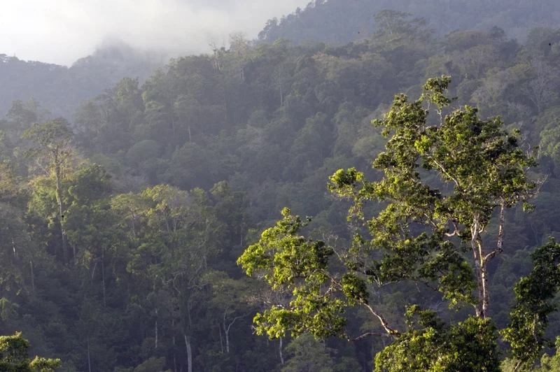 View from cultivated land looking at virgin jungle across the valley Tangkoko Nature Reserve, North Sulawesi, Indonesia
