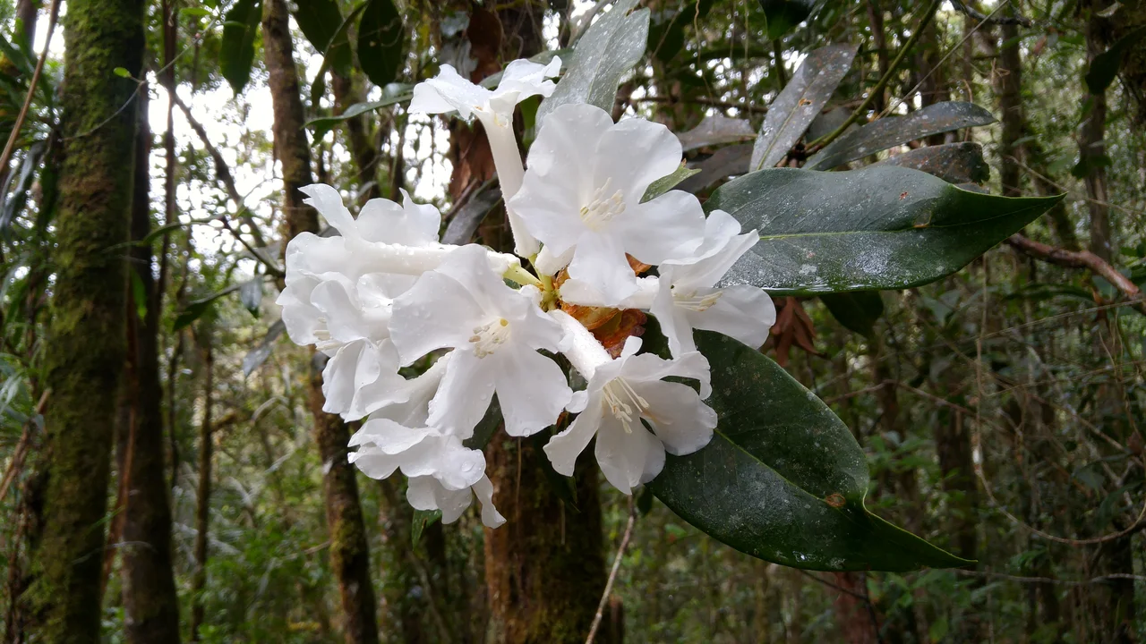 White rhododendron in Latimojong Forest in South Sulawesi