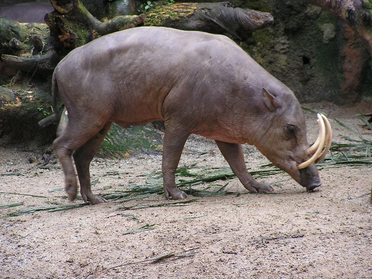 North Sulawesi babirusa (Babyrousa celebensis)