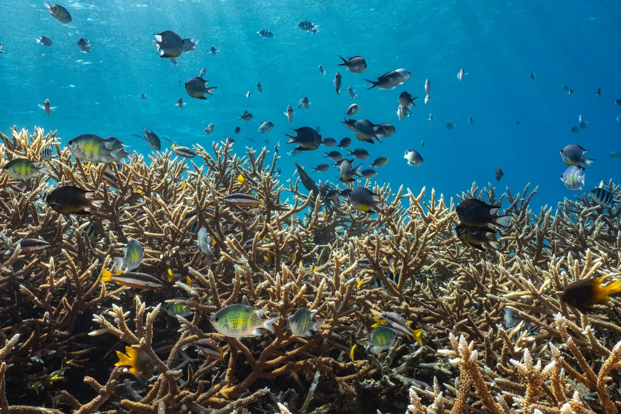 Coral reef ecosystem of Kalig Reef in Misool