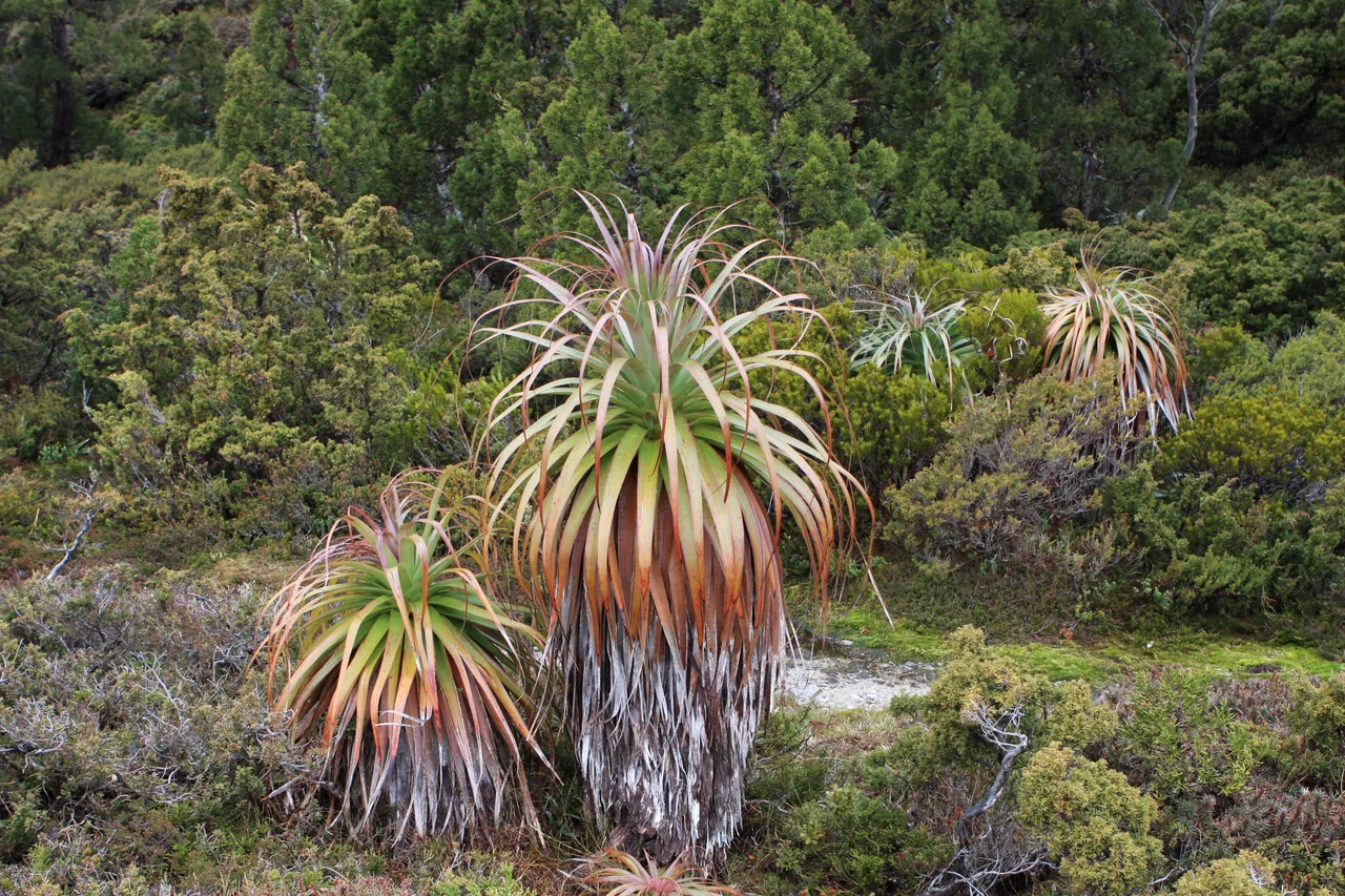 Day 1 of the Overland Track
Richea pandanifolia (Pandani or Giant Grass Tree)
These are remarkable plants, they are growing in quite a harsh alpine area. It is endemic to Tasmania.
en.wikipedia.org/wiki/Pandani
Australia oz2009 057