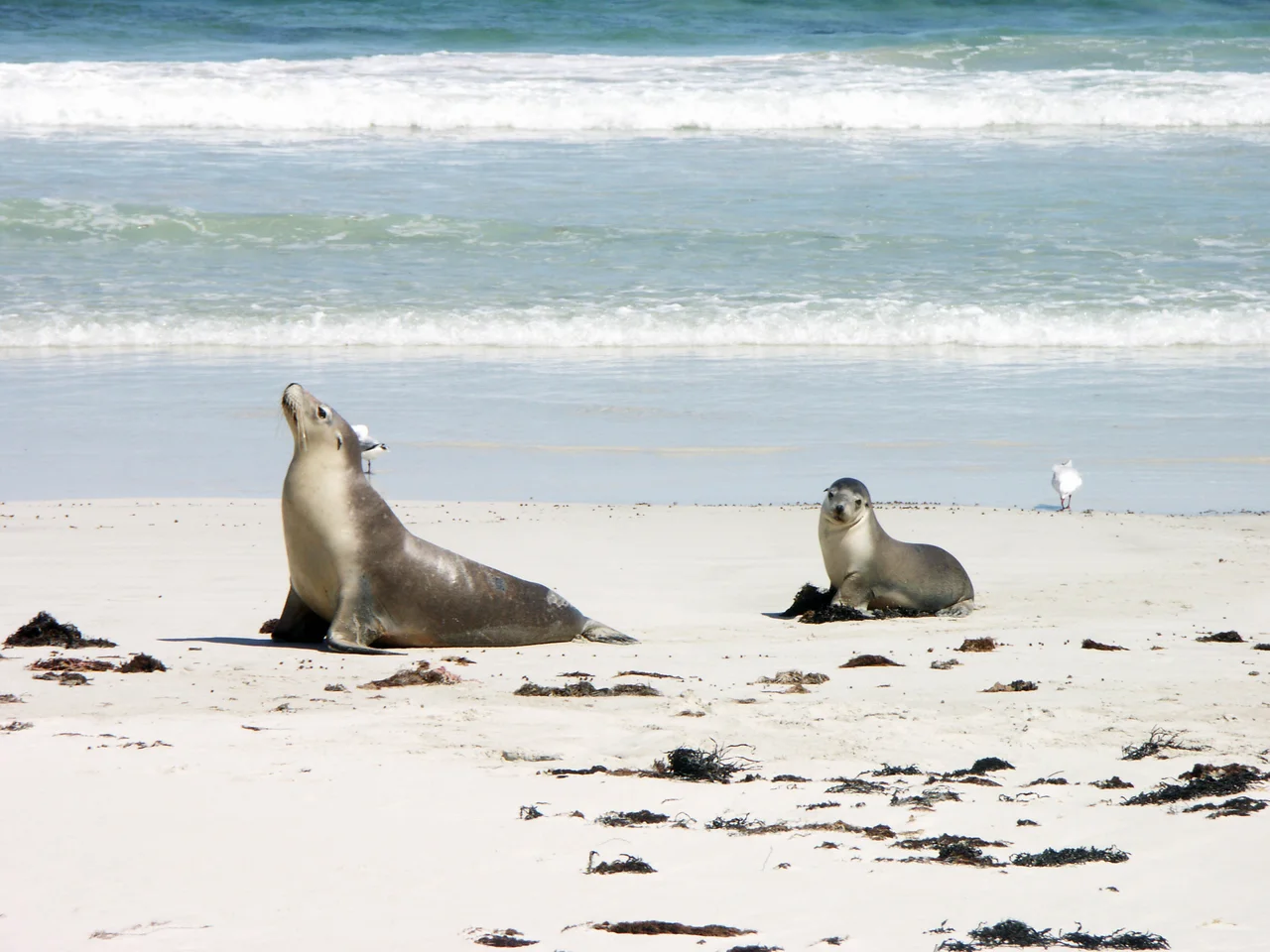 Lion de mer et son petit sur la plage de Seal Bay, Kangaroo Island - Australia / Sea lion and its pup - Seal Bay - Kangaroo Island - Australia