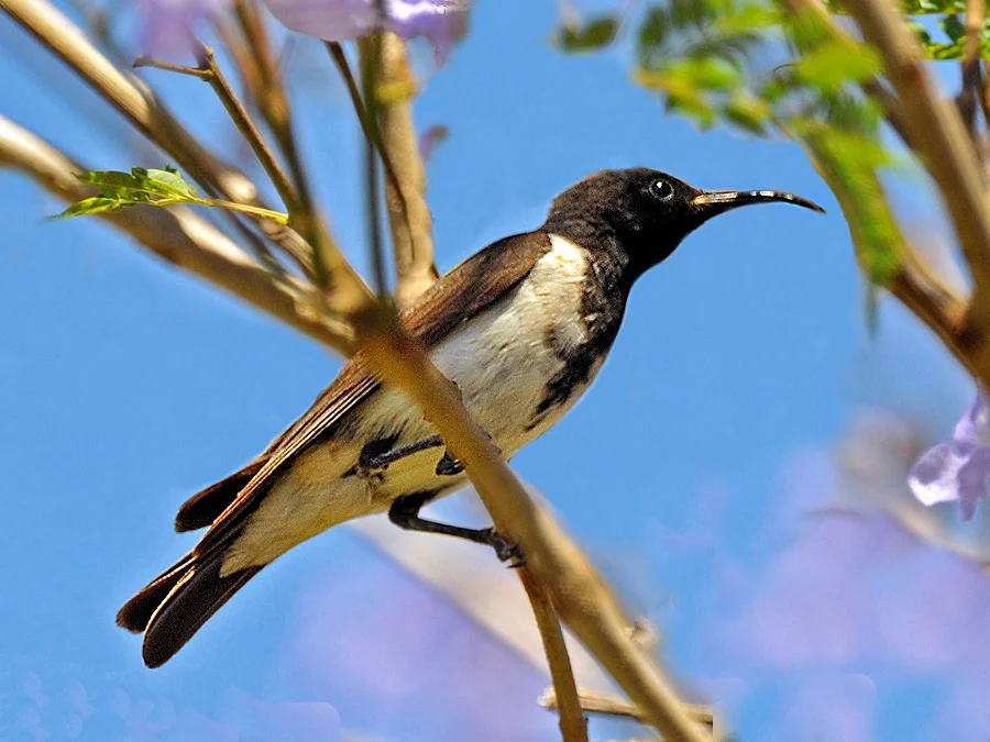 Male Black Honeyeater on a Jacaranda, Sandy Hollow, NSW