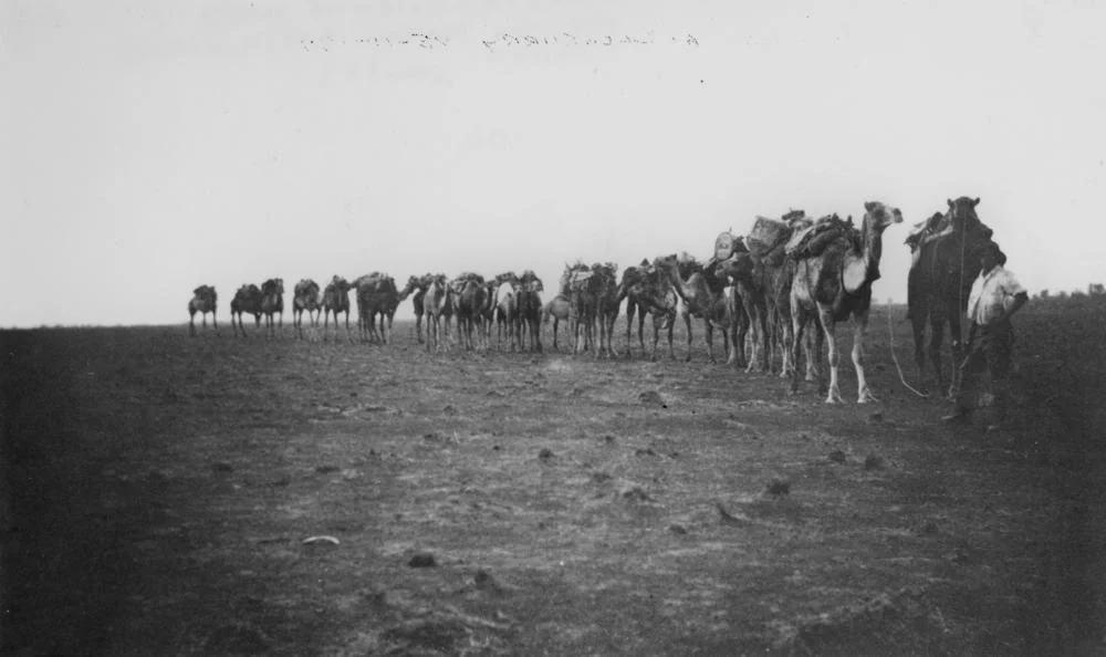 Camel train between Winton and Davenport Downs, 1911