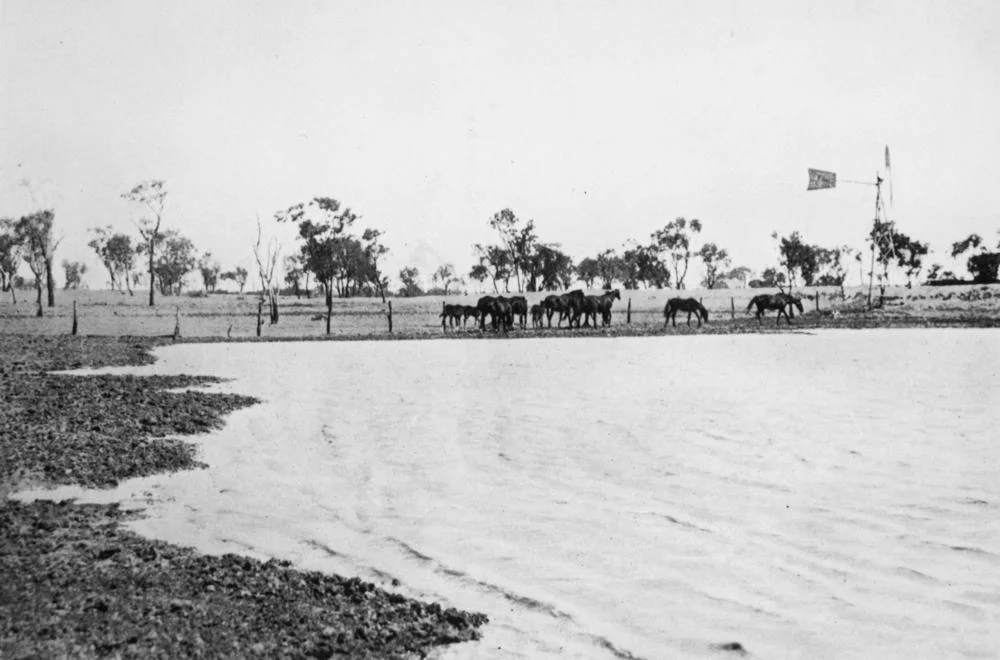 Thoroughbred horses on Bexley Station, western Queensland, ca. 1913
Horses next to the Bexley Station dam.