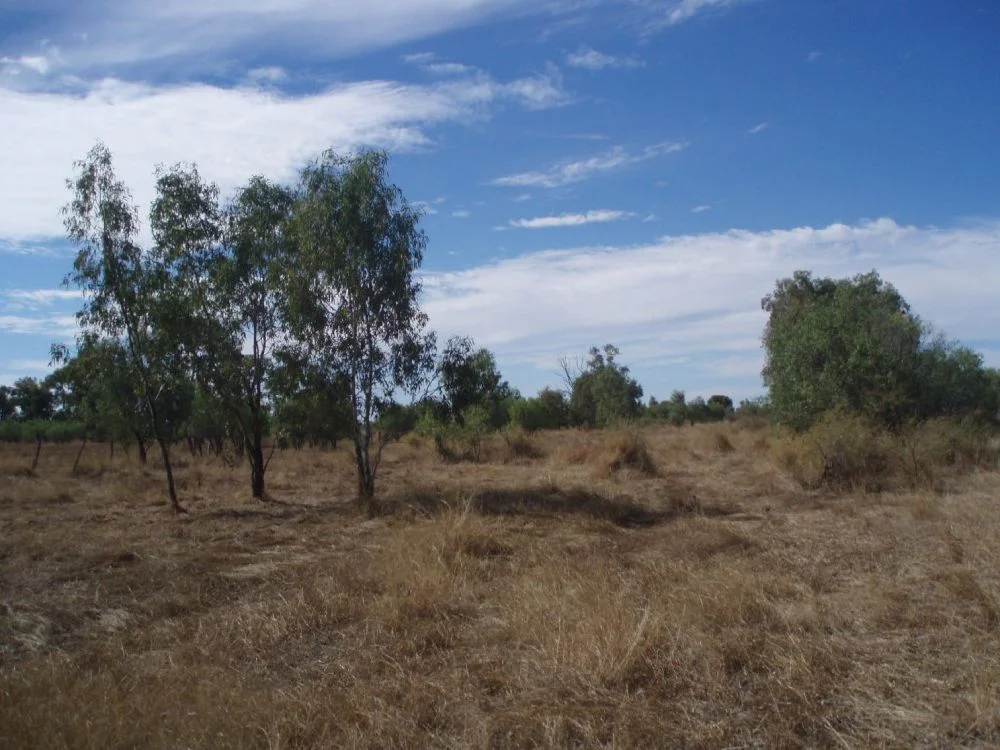 Site of Shearers' Strike Camp (2009), Barcaldine