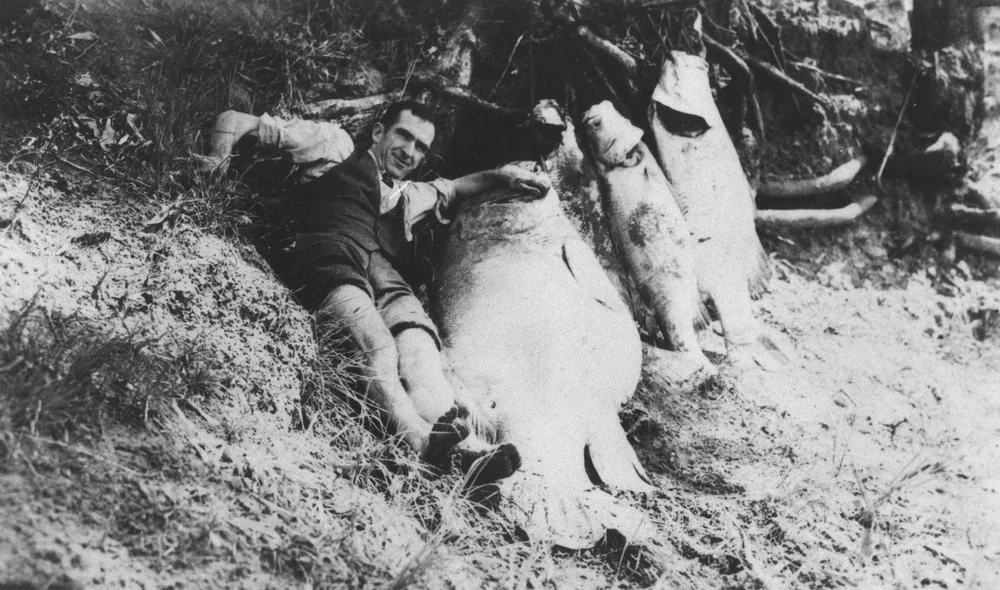 Fish killed by spillage in the Millaquin Distillery fire, Bundaberg, 1936
A man is laying on the Burnett River bank with four large fish which have been killed by spillage from the Millaquin distillery during the 1936 fire. (Description supplied with photograph).