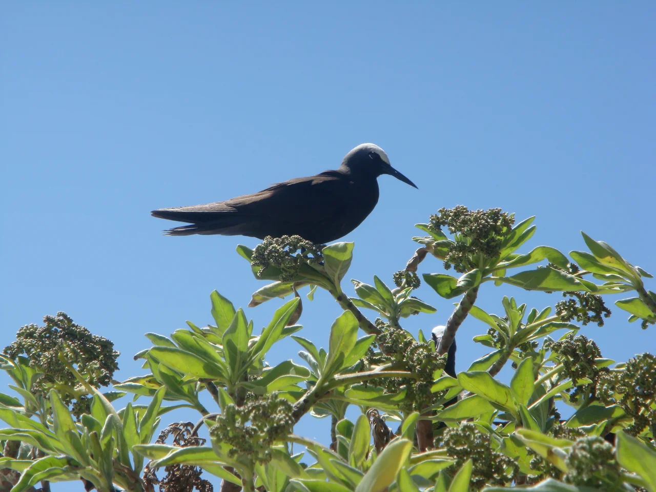 A photo of a Noddy, one of thousands that inhabit the island of Lady Elliot.  Taken by the uploader and released into the public domain.  Time and location information is contained in the EXIF header.