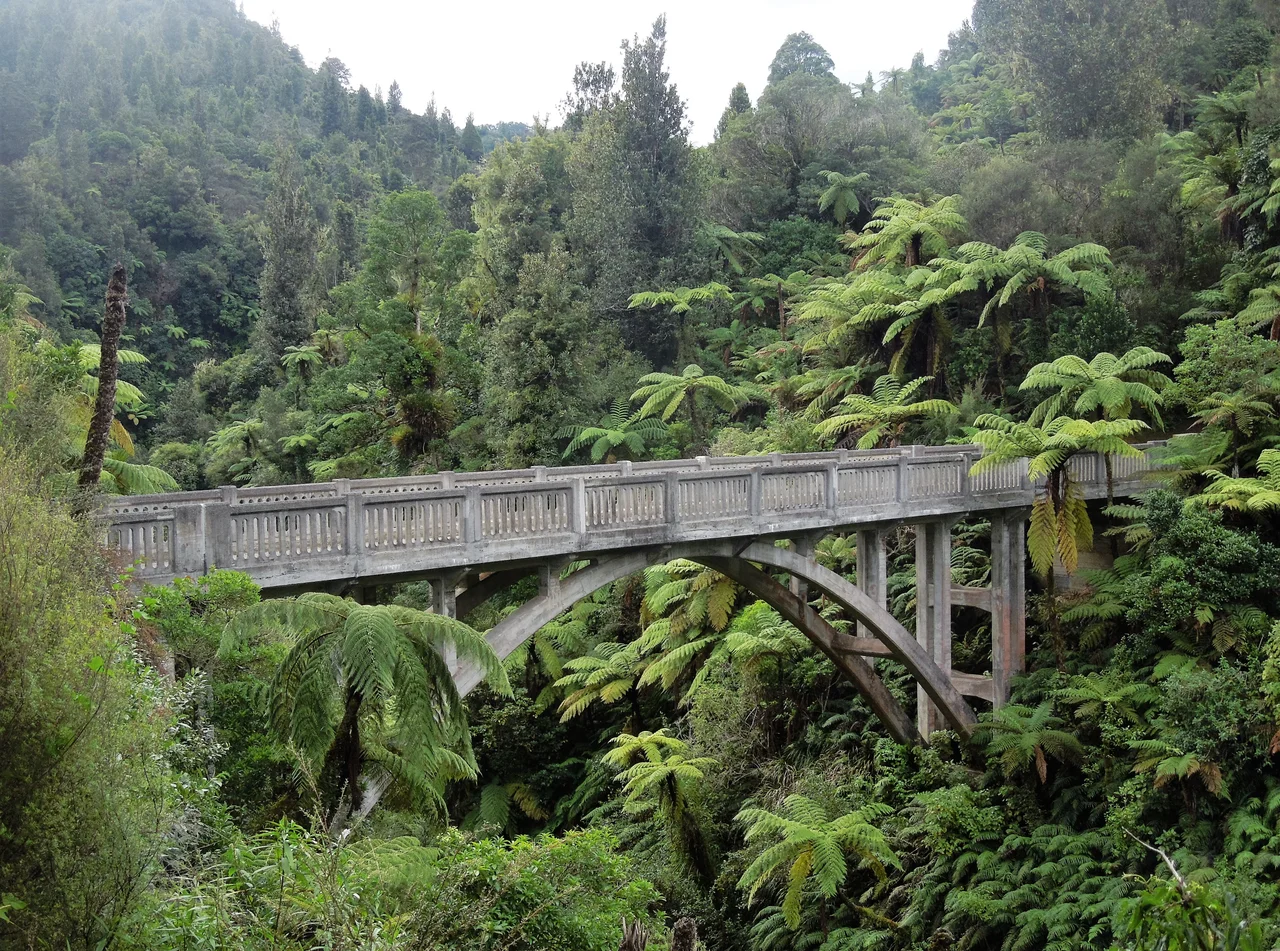 The Bridge to Nowhere in Whanganui National Park.

The fern trees are most probably mamaku (Cyathea medullaris).