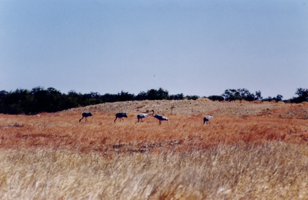 Brolgas Grus rubicunda, Brunette Downs station, Barkly Tableland, NT