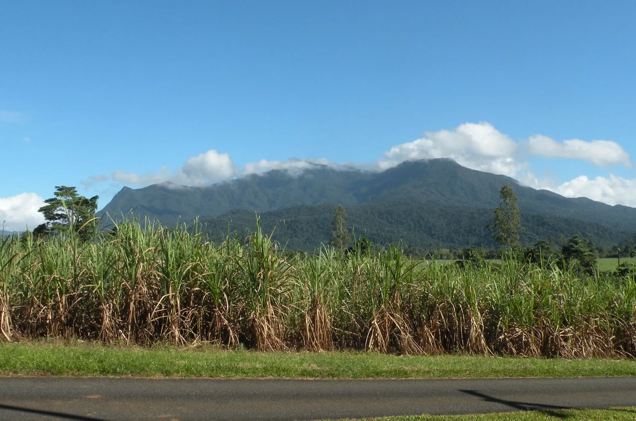 Mount Bartle Frere