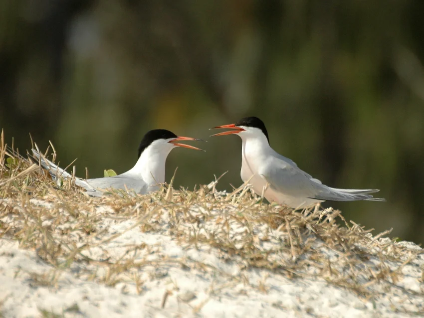 Roseate Tern (Sterna dougallii) Lady Elliot Island, SE Queensland, Australia