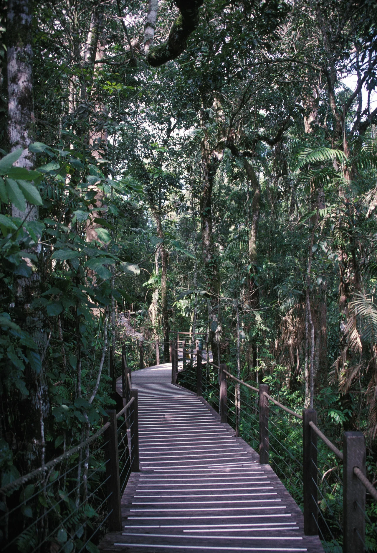 BOADWALK GOES THROUGH THE RAIN FOREST WHICH HAS TALL EUCALYPTUS TREES, KAURI TREES AND MANY TYPES OF LUSH FERNS. LOCATED AT KURANDA IN QUEENSLAND, AUSTRALIA. On the "SKYRAIL RAINFOREST CABLEWAY"