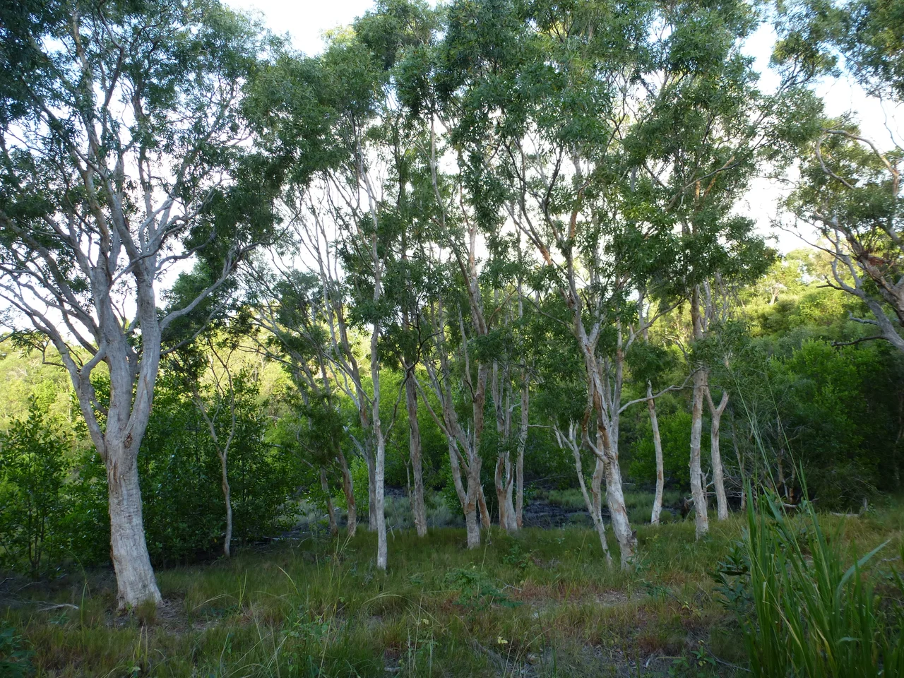 Melaleuca acacioides growing near mangroves near the Cooktown Cemetery.