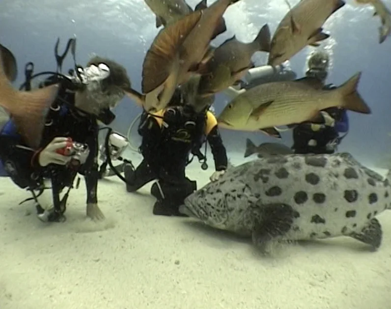 Divers feeding potato cod at Cod Hole