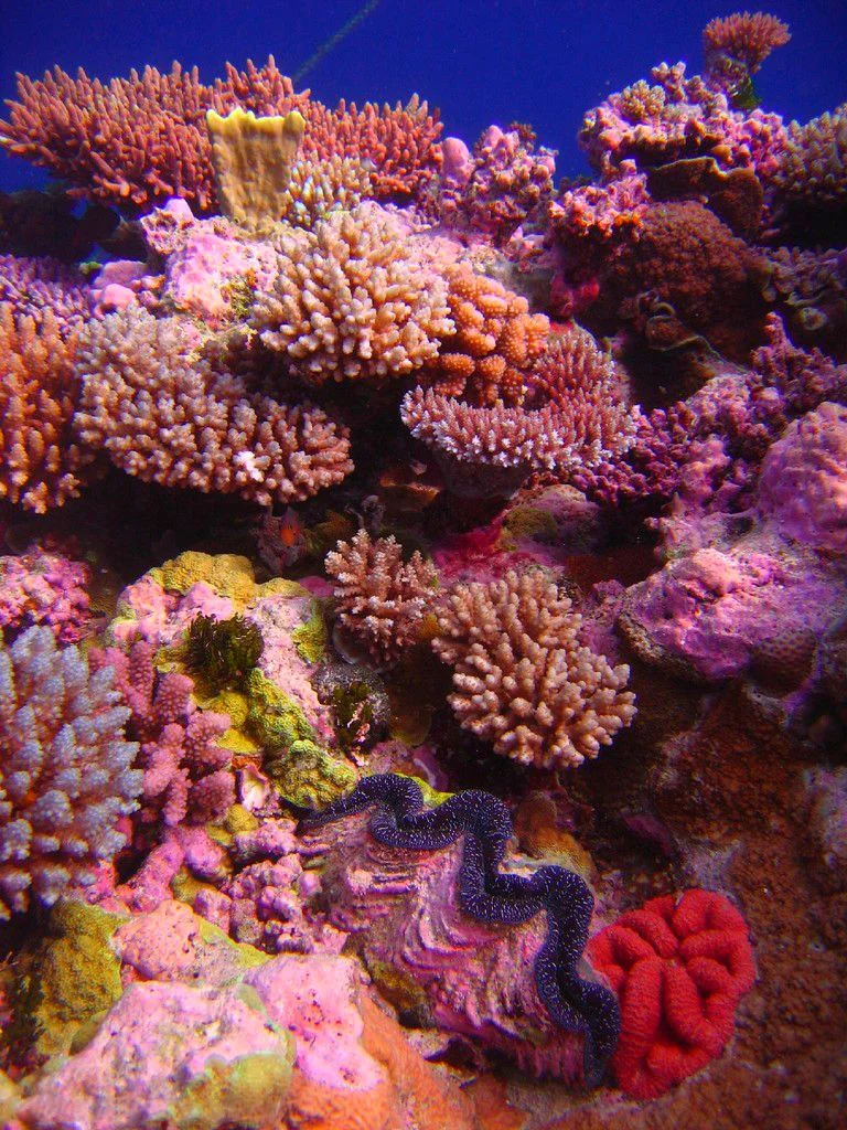 Acropora coral garden with giant clam. Raging Horn, Osprey Reef, Coral Sea
